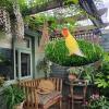 Yhsioaklo Grass Mat Swing for Birds view 2