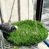 Yhsioaklo Grass Mat Swing for Birds view 3