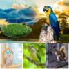 Yhsioaklo Grass Mat Swing for Birds view 4