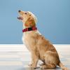 LZGOPE Reflective Dog Collar, Adjustable Neoprene Padded Nylon, Red, XL view 2