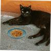 VILLFUL Cat Bowl Ceramic Non-Slip Flat view 4