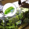 Betta Fish Acrylic Tube Tunnel view 3