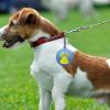 Dog Ball Holder on Leash - Silicone Training Equipment view 2