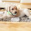 Dog Pine Cone Toy - Squeaky Rope Chew Toy view 3