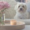 Pet Hair Memory Box view 2