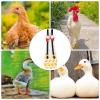 Duck and Chicken Diapers | Adjustable Poultry Diapers view 4