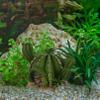 COLLBATH Decorative Reptile Hideout for Terrariums view 4