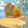 Sosoport Carrot-Shaped Plastic Parrot Bird Bath view 2