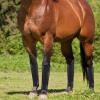 Reusable Fly Boots for Horses, 4-Pack view 2