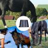 Reusable Fly Boots for Horses, 4-Pack view 4