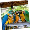 VILLFUL Parrot Rotating Swing Toy view 3