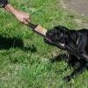 Durable Interactive Dog Training Pull Tug Toy view 2