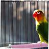 Bird Cage Mounting Perch with Perch and Support Rod for Parrots view 3