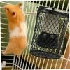 INOOMP 2-Pack Bird Cage Heat Lamp Guards for Reptiles and Small Birds view 4