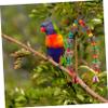 CIYODO Hanging Chew Toy for Parrots view 2
