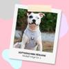 Dog Harness with Leash for Medium-Sized Dogs | Arizona Hotdogs Soft Harness Rglisse | 1.5 m Nylon Leash | Gray (M) view 3