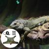 Lizard Leash Harness view 2