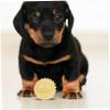 TOGEVAL Indestructible Dog Toy - Interactive Chew Ball view 2