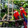 Hanging Ladder Toy for Parrot Cages, 4 Pieces view 4