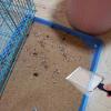 Eventerde Cat Litter Scoop with Small Holes view 2