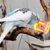 Hanging Bird Chew Toy for Parrots and Parakeets with Bell view 2