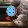 Hanging Bird Chew Toy for Parrots and Parakeets with Bell view 3