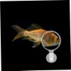 TOGEVAL Aquarium Magnifier with Suction Cup view 3
