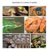 Reptile Resin Climbing Branch Decoration view 4