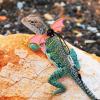 Portable Bearded Dragon Harness and Leash Set view 3
