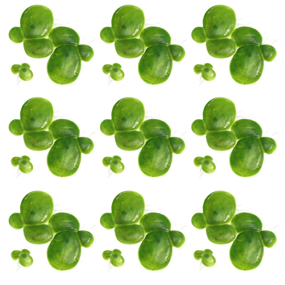 BESPORTBLE Floating Balls for Mini Ponds - 36 Pack