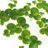 BESPORTBLE Floating Balls for Mini Ponds - 36 Pack view 3