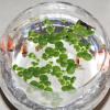 BESPORTBLE Floating Balls for Mini Ponds - 36 Pack view 4