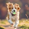 Dog Ball Set - 3 Durable Rubber Balls view 2