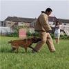 Canvas Camouflage Protective Clothing for Dog Training view 3
