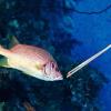 2-Piece 27 cm Aquarium Tweezers Set view 4