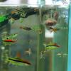 Acrylic Aquatic Plant Cup and Stand for Saltwater and Freshwater Aquariums view 2