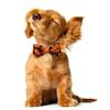 Hohopeti 12-Piece Halloween Fly for Cats and Dogs view 3
