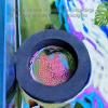 Floating Fish Feeder for Aquarium view 2