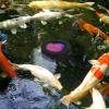 Floating Fish Feeder for Aquarium view 4