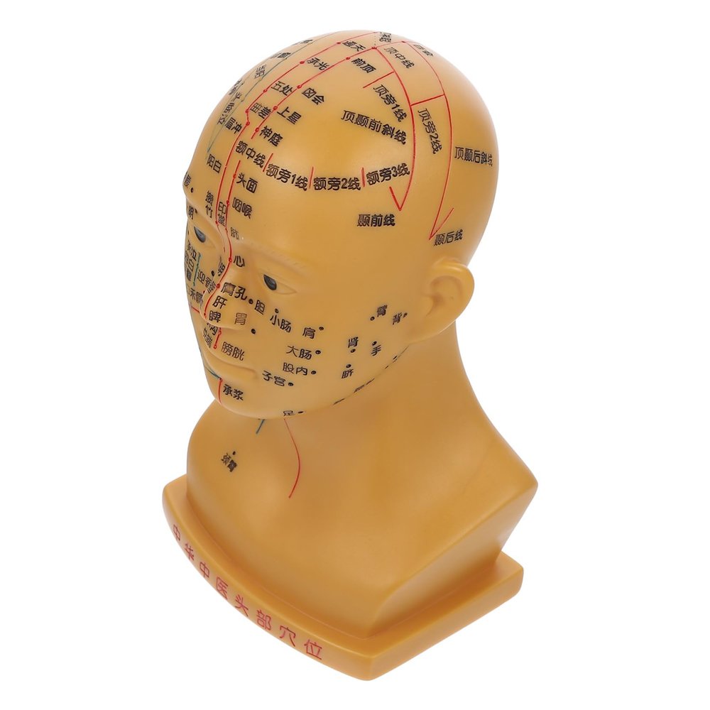 Medical Head Acupuncture Point Model, 20 cm, PVC, for Teaching