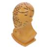Medical Head Acupuncture Point Model, 20 cm, PVC, for Teaching view 1