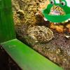 Tadpole Tank, Frog Habitat view 3