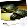 CORHAD Glass Reptile Feeder with Suction Cup view 3