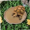 CORHAD 2-Piece Brown Resin Reptile Water Bowls, Large Capacity for Geckos, Turtles and Other Reptiles view 4