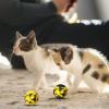 Dog Toy Balls for Aggressive Chewers view 2