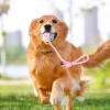 Dog Rope Ball Toy view 2