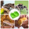 JINGLING Reptile Food and Water Bowl view 4