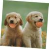 CORHAD 5-Piece Rubber Dog Toy Set, Cute Bouncing Simulation Eggs, Khaki view 3