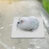 BELLIFFY Cooling Mat 2-Pack for Hamsters and Rabbits view 4