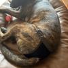 Dog Diapers for Females - Washable & Reusable view 2